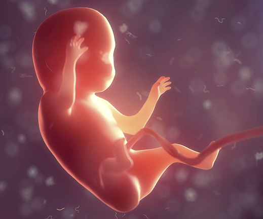 Humano, Embrião, Interior, Corpo., 3d, Ilustração