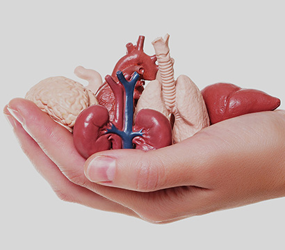 Mão segurando um conjunto de órgãos humanos de brinquedo em miniatura isolados em fundo branco. Conceito relacionado à doação de órgãos.